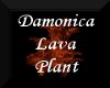 Damonica Lava Plant
