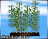 Island Bamboo Plant
