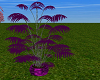 Purple wedding plant!