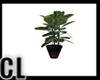 (CL) NY SMALL APT PLANT