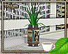 Aloe Plant Can 3