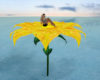 Romantic yellow flower
