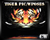 Tiger Picture W/Poses