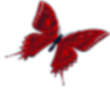 Red Butterfly_flipped