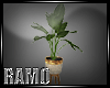 Elagance Plant