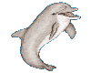 dolphin right facing