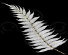 Beating heart, NZ fern