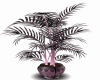 AWD-PinkTropical Plant
