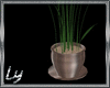 [Ly] Potted Fern