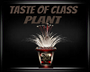 Taste Of Class Plant