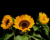 Dj Sunflowers  Light