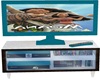 moana kids tv
