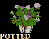 Potted Roses