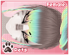 [Pets] Shel | hair v5