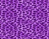 Cheetah tail