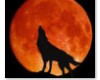 Wolf Moon Dreamcatcher
