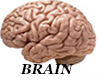 Gs- Real Human Brain