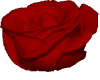 (B4) Red Rose
