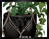 Home Hang Plants