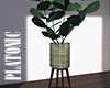 plant v3
