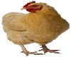 Poulet poulet fr