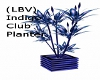 (LBV) Indigo Club Plntr
