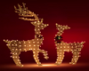 Xmas Lighted Deer cpl