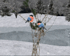 Winter Birds Branches