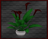 MR Crimson Lily