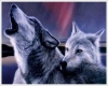 Wolves Love