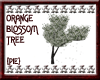 {Pie}Orange Blossom Tree
