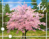 [Kit]Cherry Tree