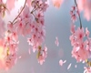 Background flowers