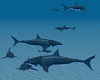Shark x8 FURNITURE anim.