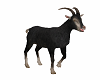 Goat ~ Animated