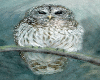 Owl Painting 1