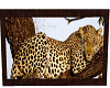 Sleep Leopard