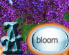 ~LA~Lilacs - Blooming