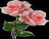 pink roses