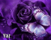 ◘ Purple Roses + Poses