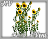 Sunflowers V2