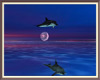Honeymoon Dolphins