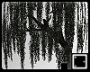 ♠ Swamp Willow Tree