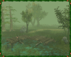 Forest paths in the fog