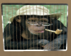 Chimpanzee's - Animated