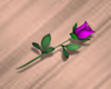Tiny Purple Rose