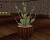 'Potted Cactus Plant