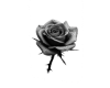white Rose