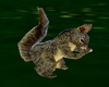 Park Squirrel