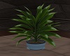 ~CB Plant with blue